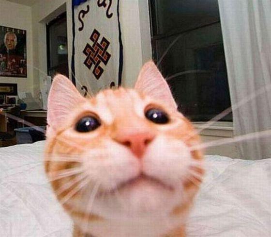 cat selfie??