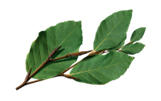Jurlique PURELY AGE DEFYING FIRMING-AND-TIGHTENING SERUM beech tree