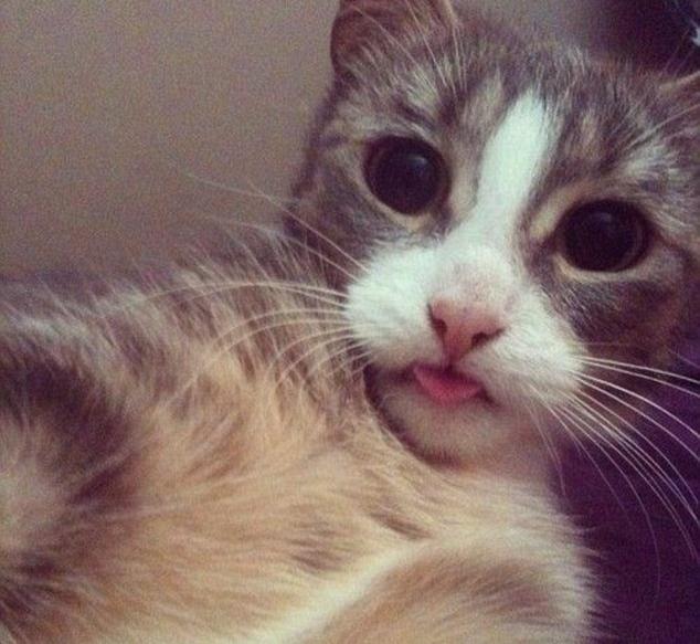 Cat Selfie :P