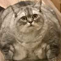 Himawari's profile picture