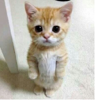 mooniba's profile picture