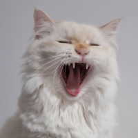 Sutha's profile picture