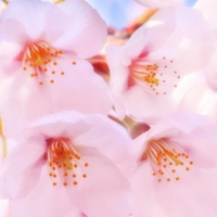 Rose Jasmine's profile picture