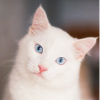 tewzaazaaa's profile picture