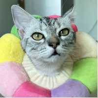 GorJor's profile picture
