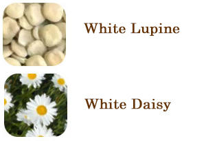 white daisy and white lupine 