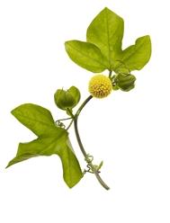 Origins Plantscription™ Anti-Aging Power Serum