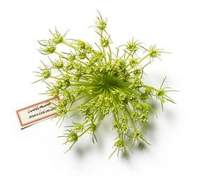 Origins Plantscription™ Anti-Aging Power Serum