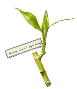 Origins Plantscription™ Anti-Aging Power Serum